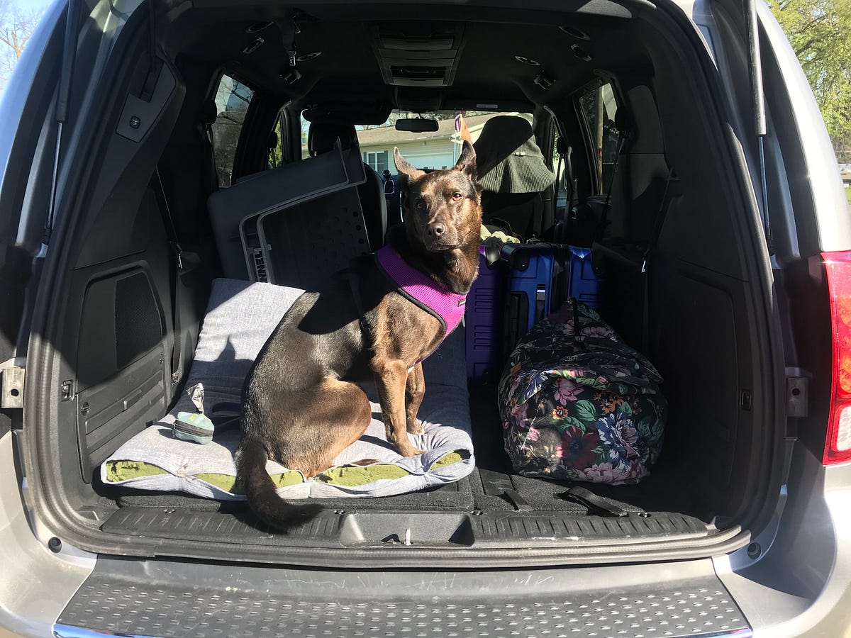 What to do if you have to fly your dog to another country by