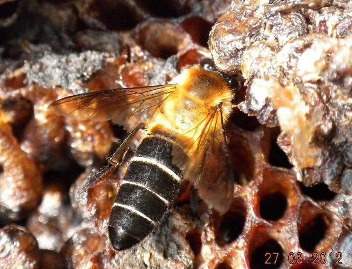 Himalayan bees make red honey that has hallucinogenic effects VrillOn
