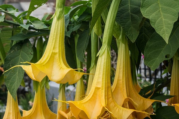 Close-up of yellow ‘Devil’s Trumpet’ flower, hanging down like a bell.