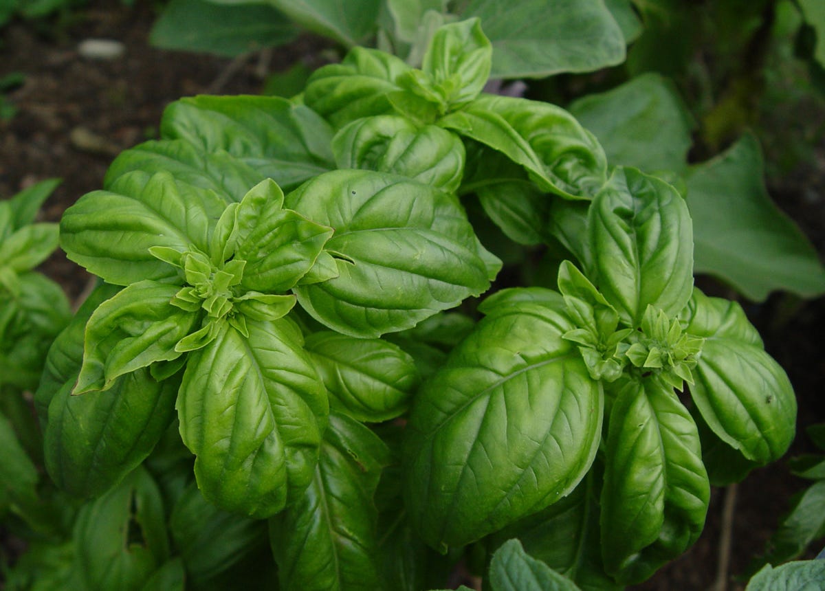 Diverse Species and Cultivars of the Basil Plant by Ramon Arias