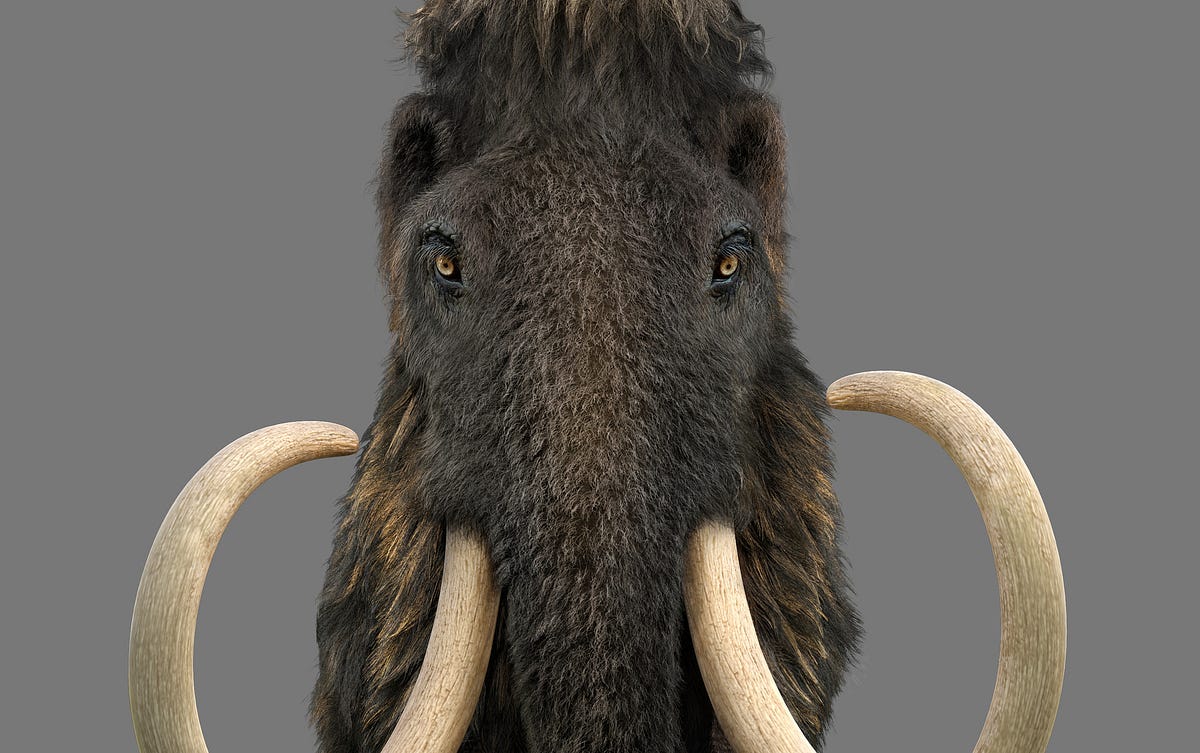 How to Catch the Woolly Mammoth History of Yesterday