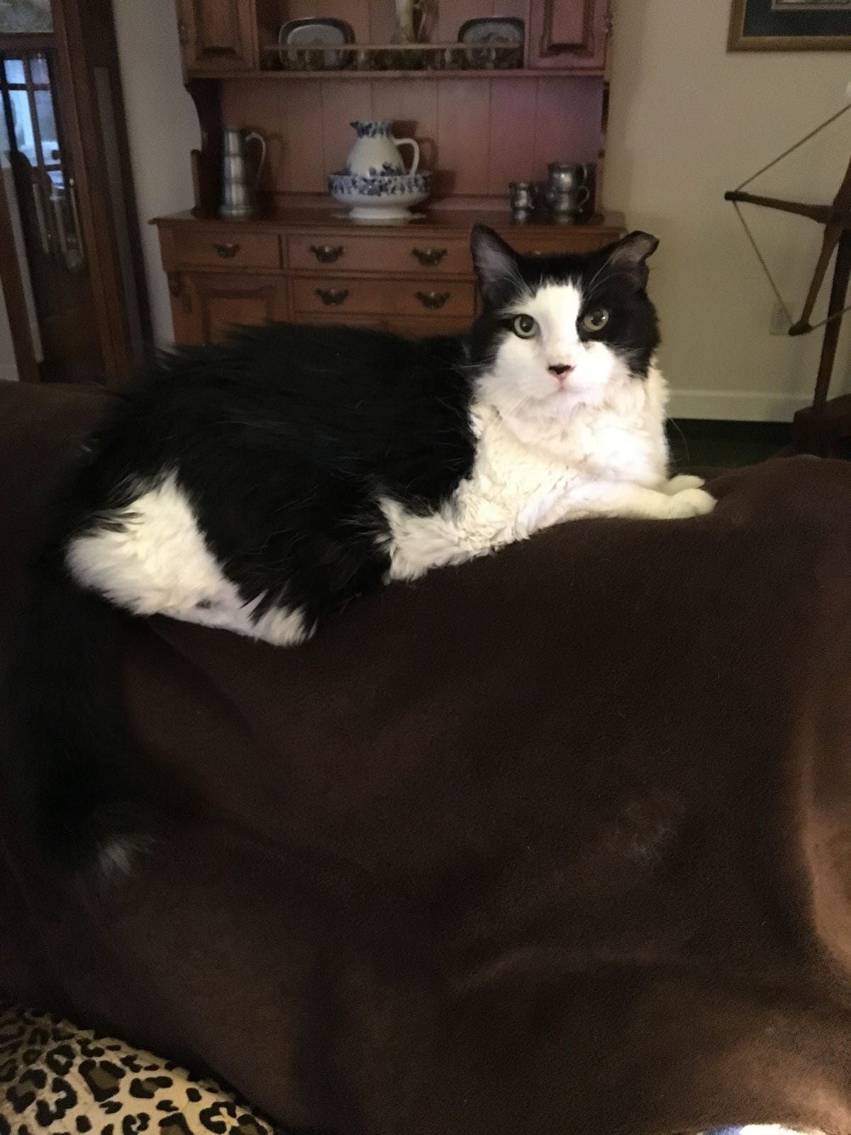 My Precious Tuxedo Cat Named Oscar by Pamela Oglesby Bouncin’ and