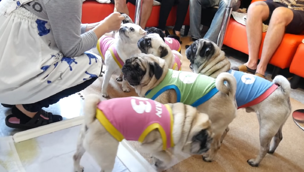 5 Animal Cafes In Japan You Need To Visit By S A Ozbourne Creatures Medium 5 Animal Cafes In Japan You Need To Visit By S A Ozbourne Creatures Medium