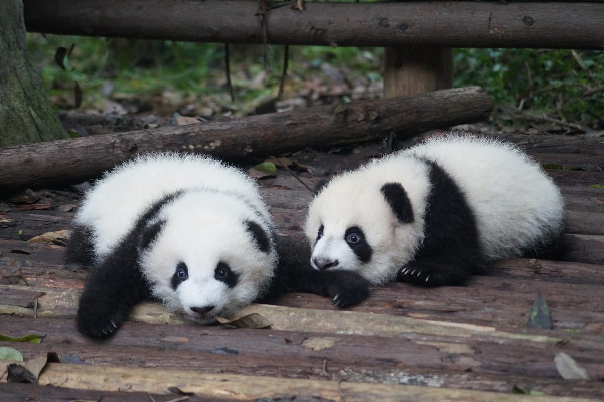 How to Combine Two String Columns in Pandas | Towards Data Science