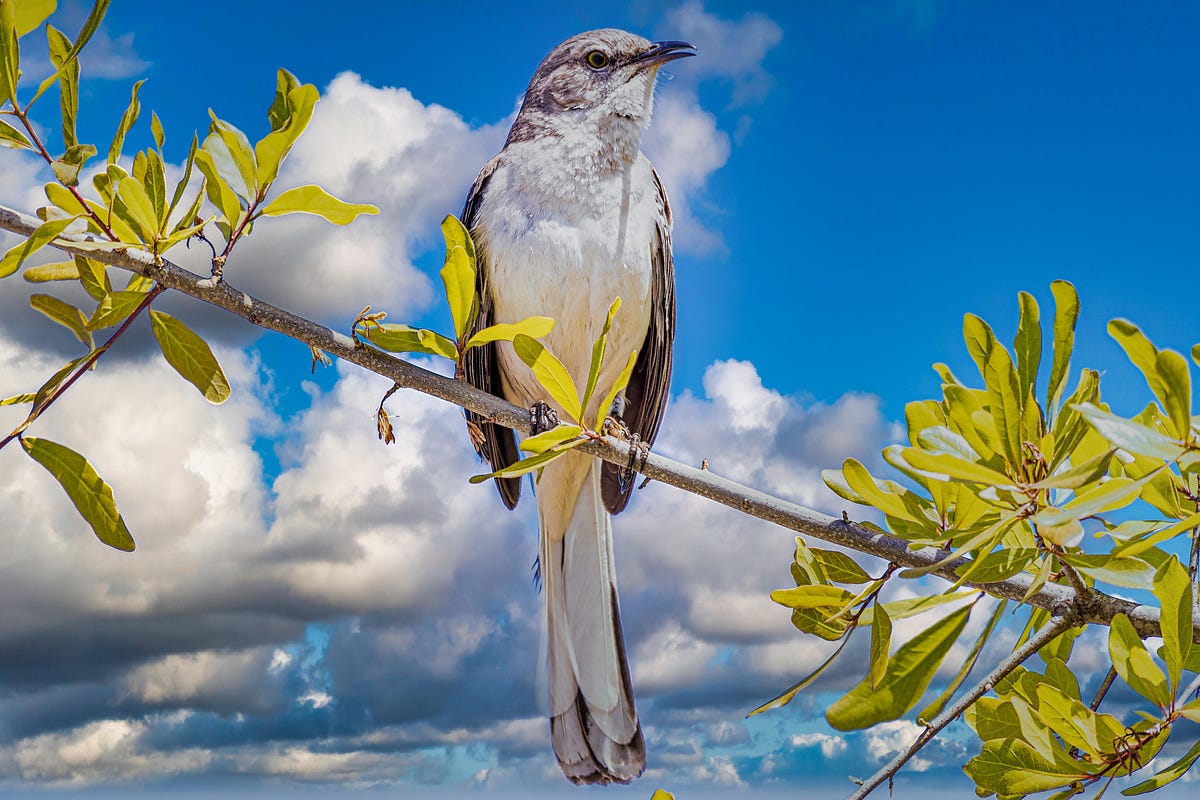 The Genius of the Mockingbird. They are sampling, stretching, and… by