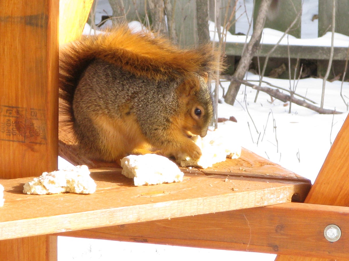 Squirrels just wanna have fun and cookies! Minds Without Borders