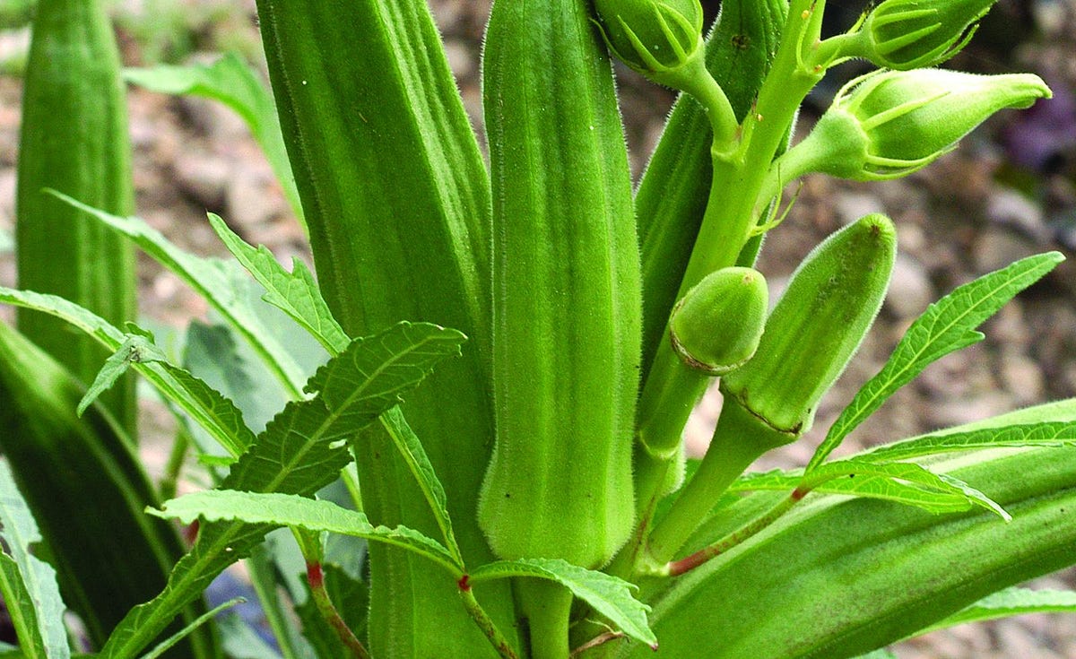 Fresh Okra or Ladyfingers. Okra or Ladyfinger pods are light… by JNA