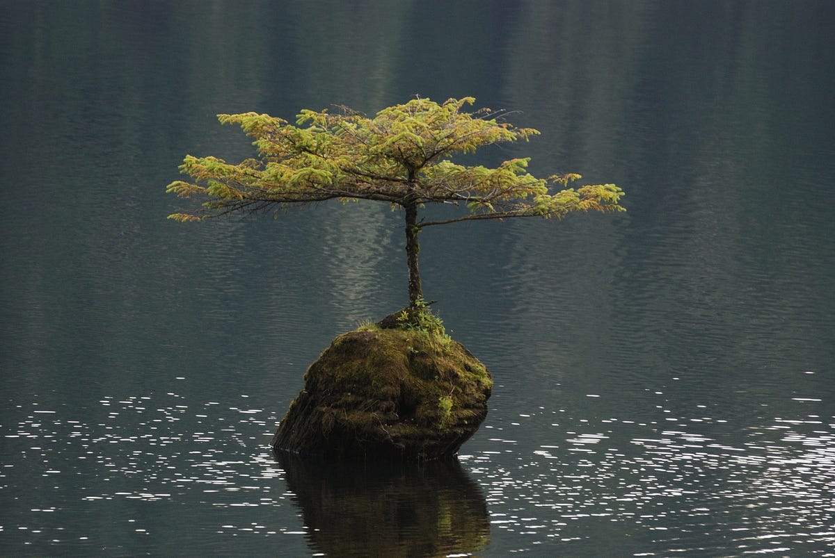 Дерево посреди озера