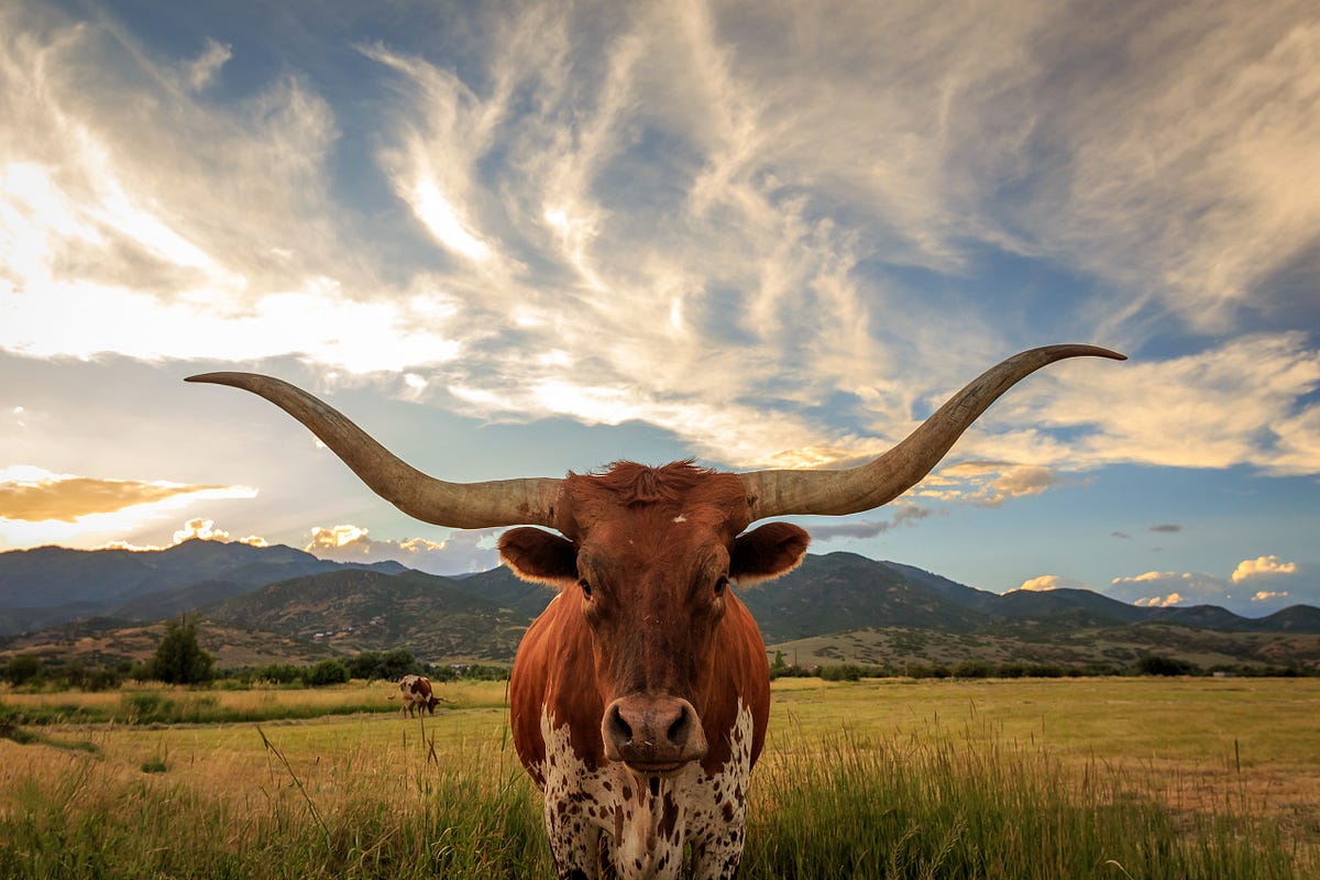 How To Castrate A Bull When Developing A B2B Technology By John 