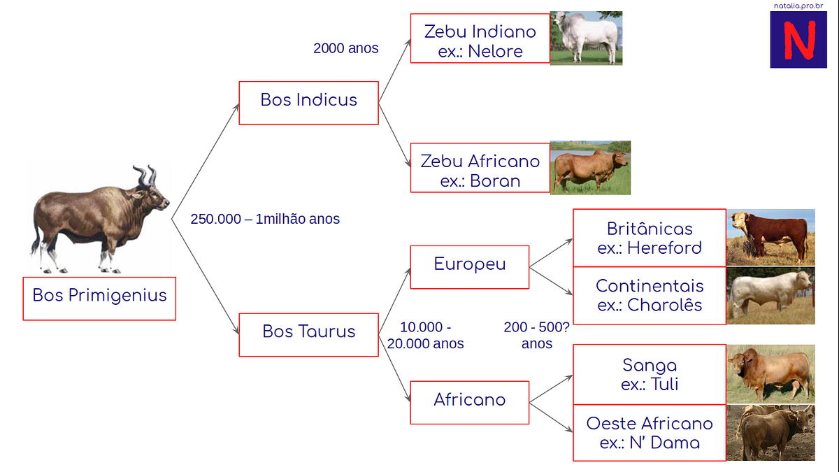 Dê O Resultado Dos Cruzamentos Entre Os Seguintes Indivíduos