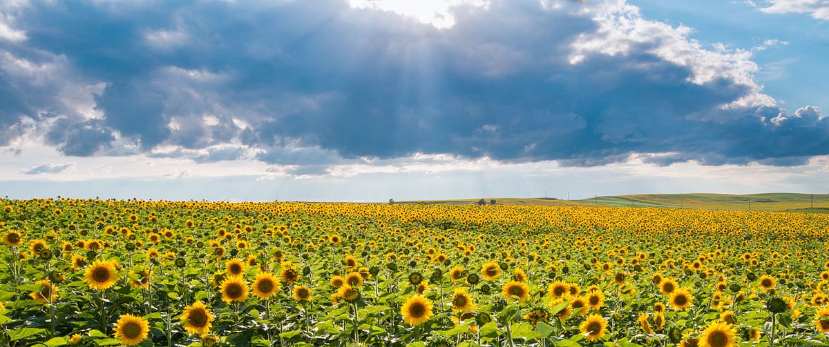 Ballot Measures North Dakota. Early voting in North Dakota runs… by Chris Thomas Medium