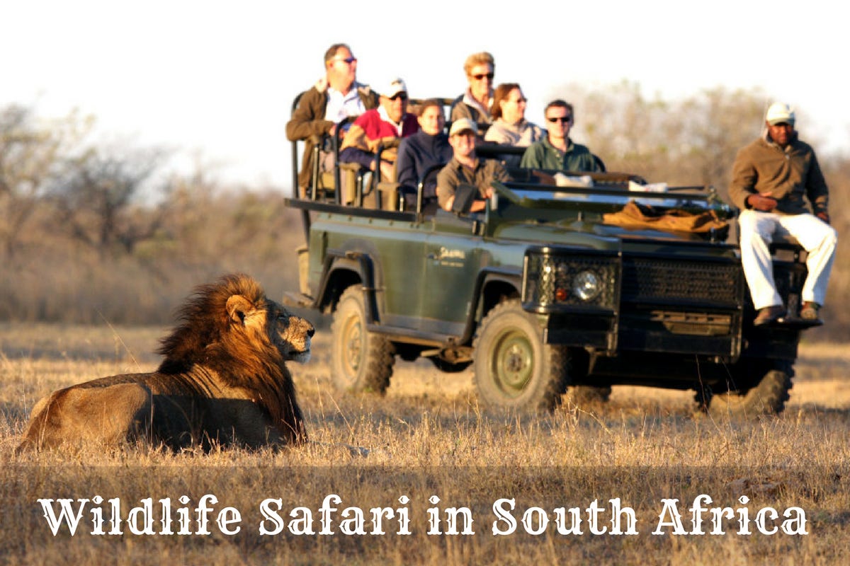 Wildlife Safari In The Southern Parts Of Africa | by Africa Safari | Medium