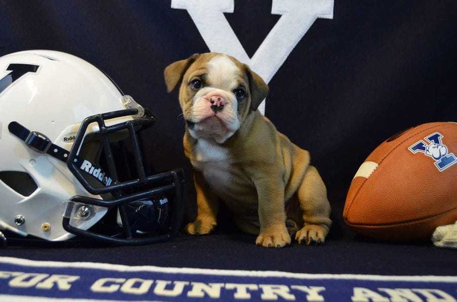 yale stuffed bulldog