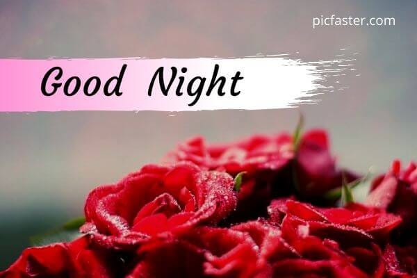 Latest Good Night Rose Images Photos For Whatsapp Good Morning