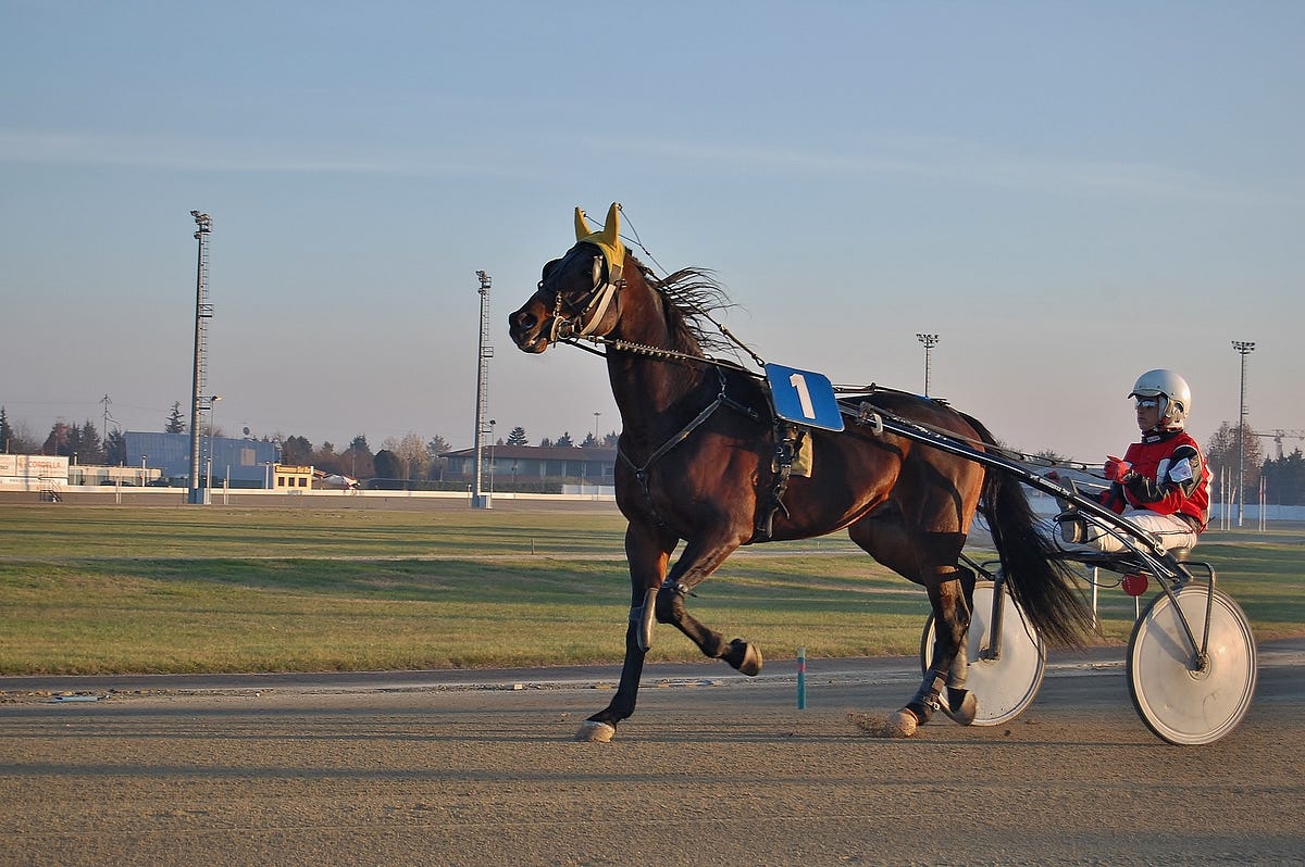 16++ New forest park virtual horse racing results best strategy