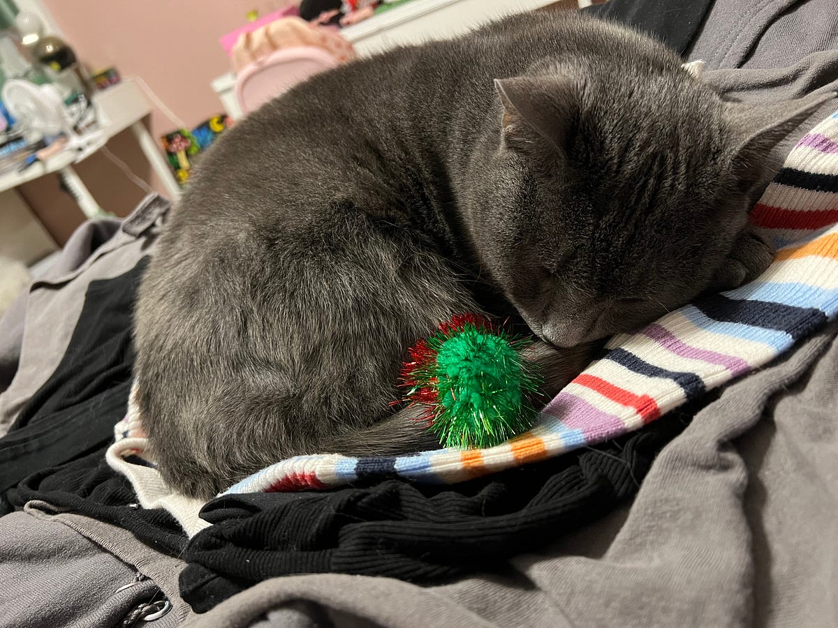 What Makes a Cat Toy Acceptable According to My Cats by Haylee