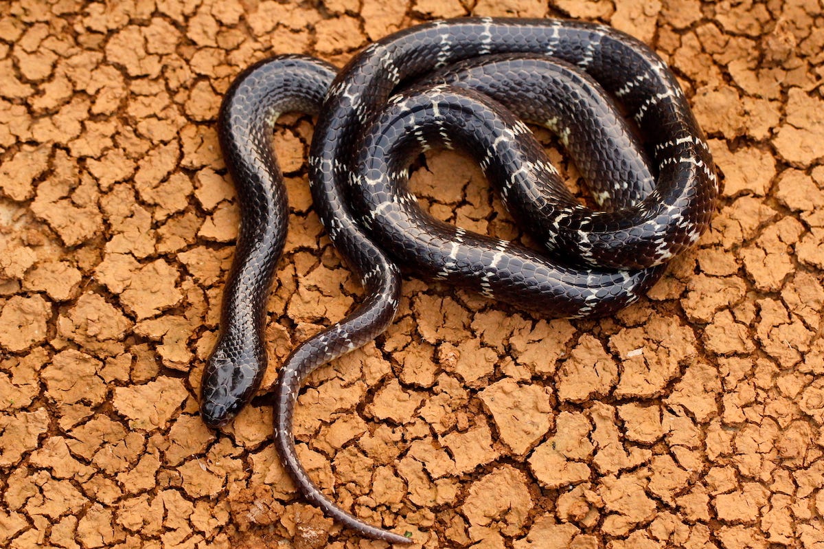 Identifying the most common types of snakes in Sri Lanka | by Miduna  Kolambage | Jovian — Data Science and Machine Learning