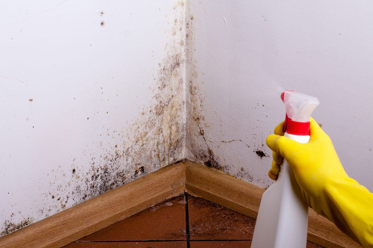 Mold and Mildew: How to Identify and Get Rid of It Fast  by