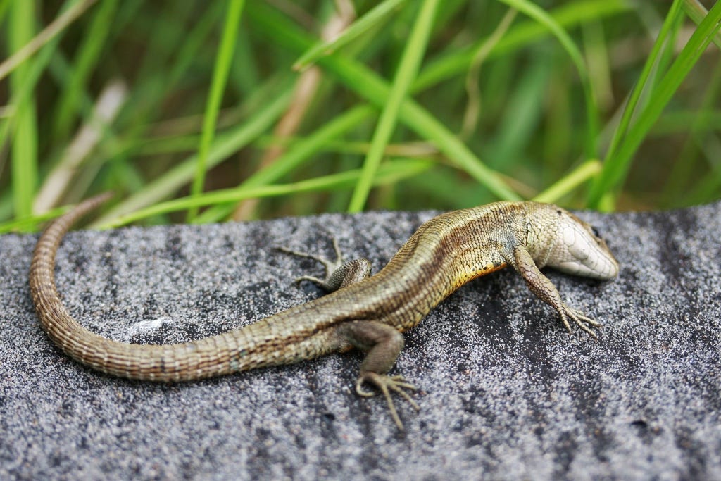 LIZARDS AND SLEEP It’s a Country of Drunks Medium