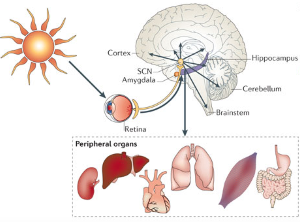 How and Why to Optimize your Circadian Rhythm by Michelle Jonelis