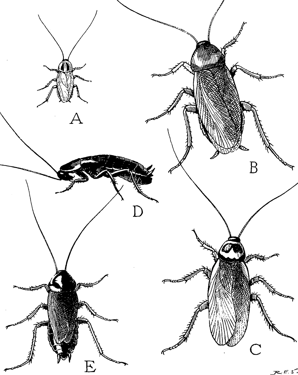 5 sentences about cockroach in english image