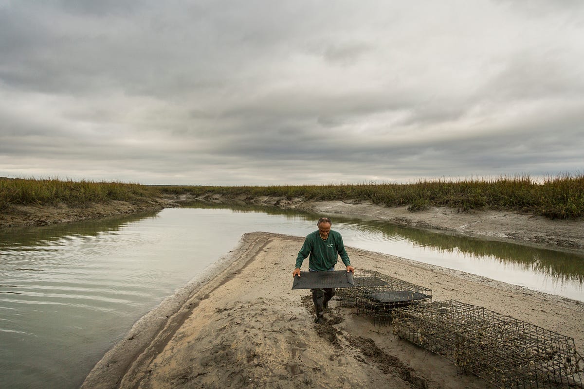 On The Water Oyster Farming On The Coast by Grant