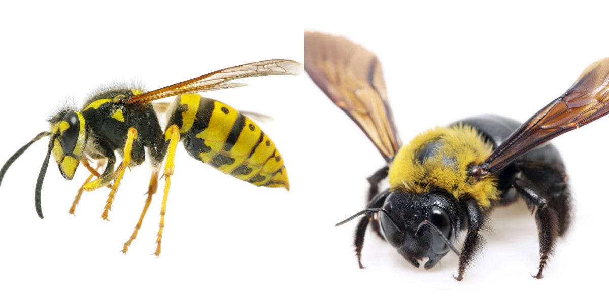 The Different Types Of Bees And Wasps Bayswater Pest Control Medium