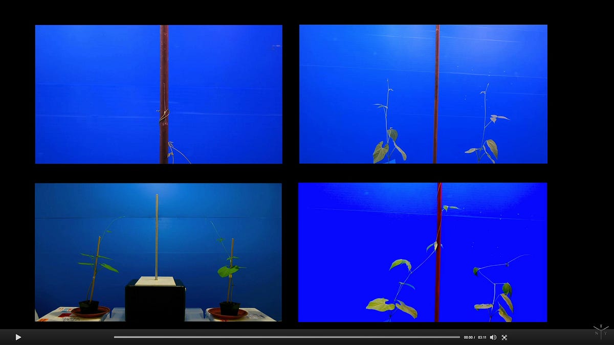 Plants have Intelligence and here is my proof by XYZ Medium