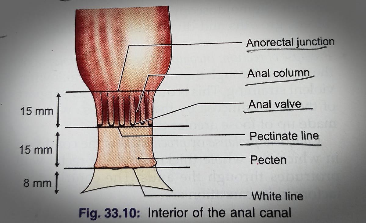 Anal canal. Anal canal is the terminal part of the… by Leenanagda