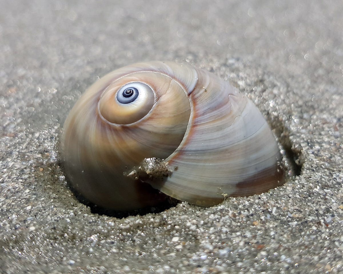 Lesson from a Seashell Snail. What are you searching for? by Shaun