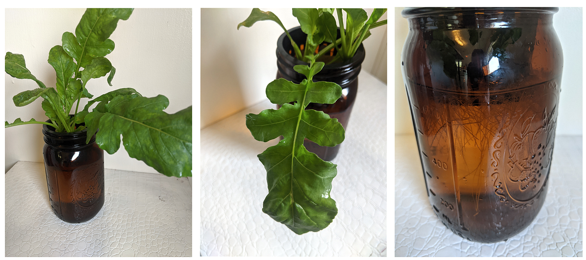 How to Grow Arugula in a Jar With the Power of Hydroponics by Niole