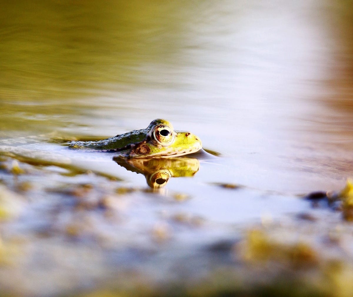 Business and Busyness — How To Cook a Frog by Robert Yeo Medium