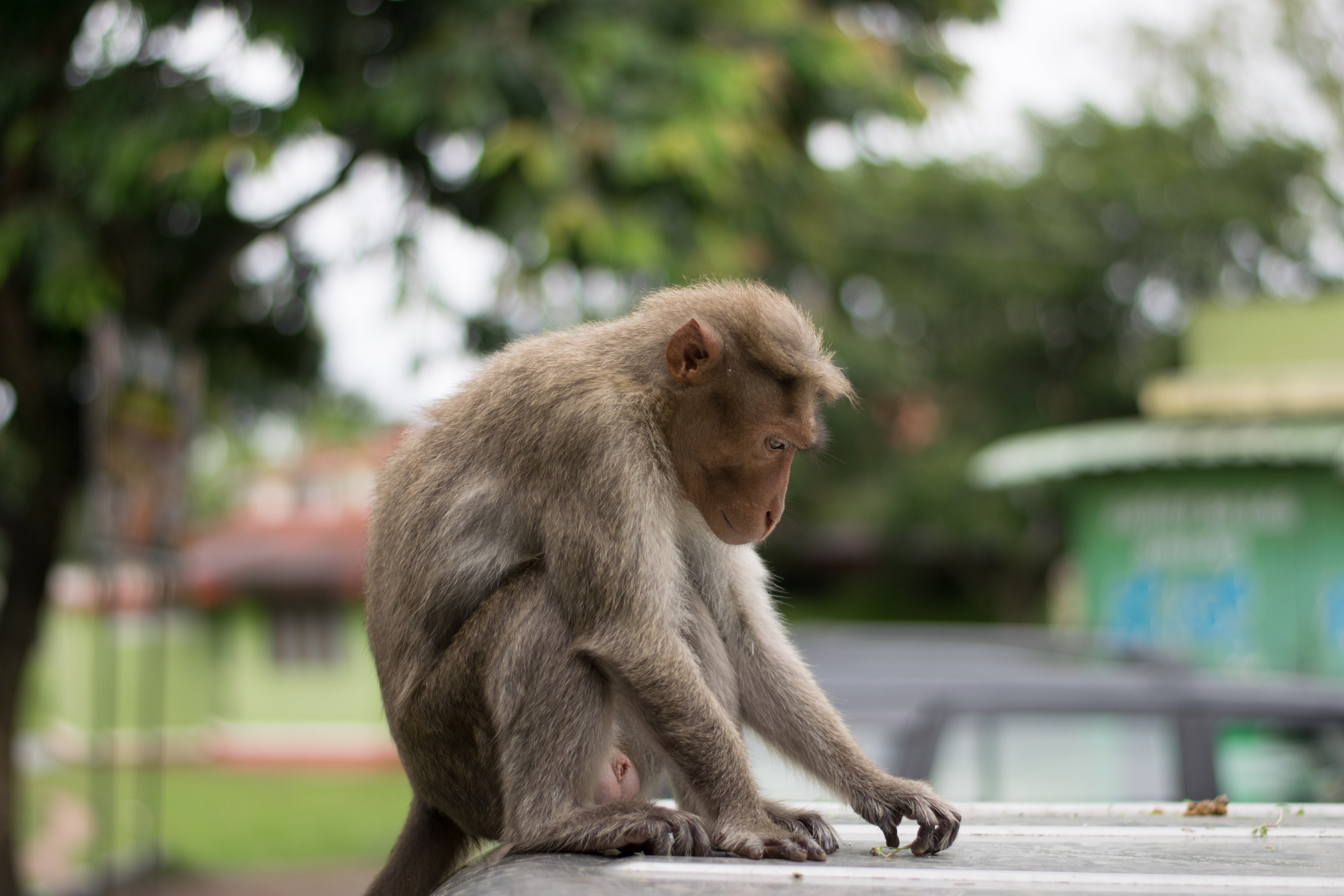 Monkey Gambling Study
