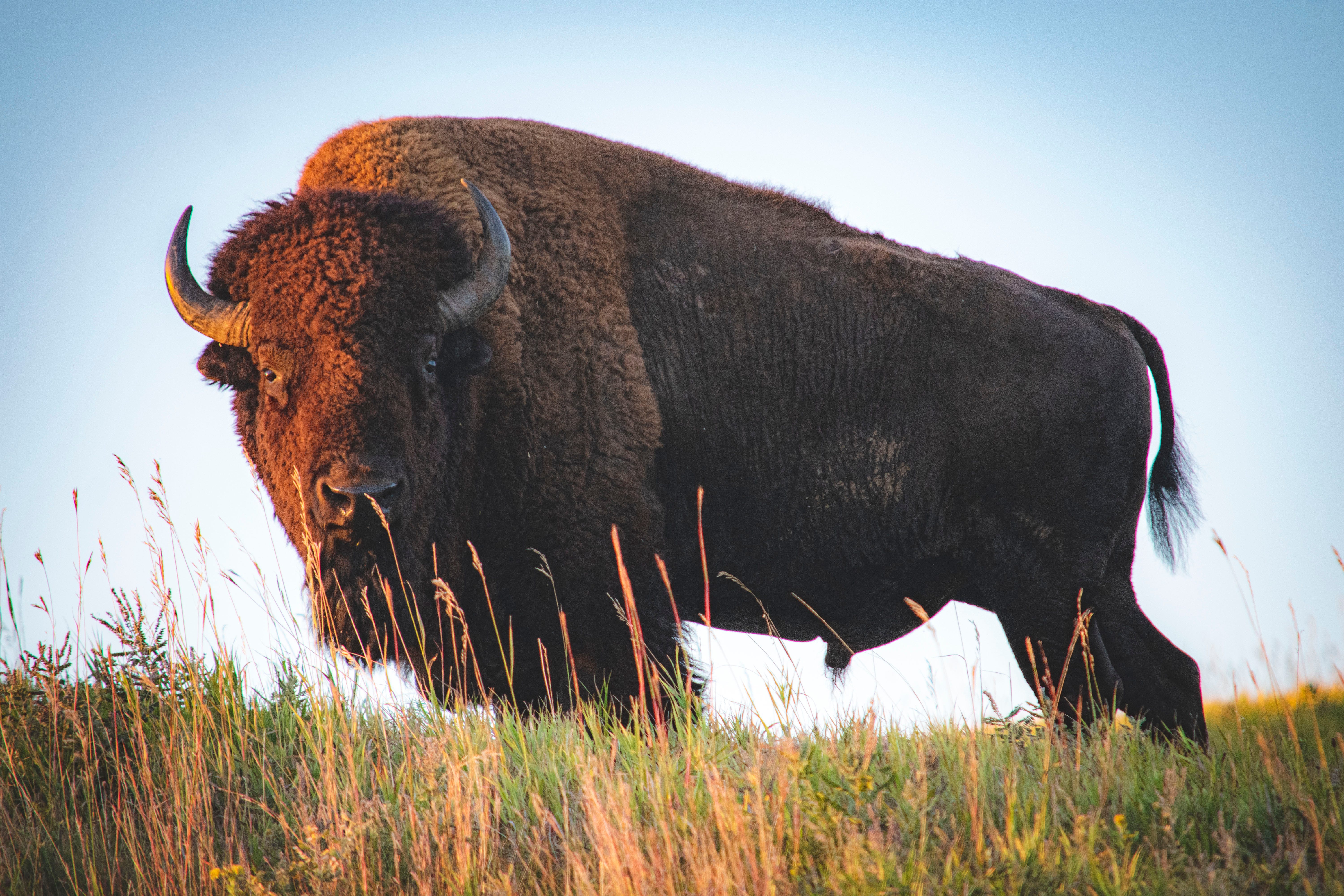 I Traveled To Canada And A Bison Charge Happened By Lisa Bolin Muddyum Medium