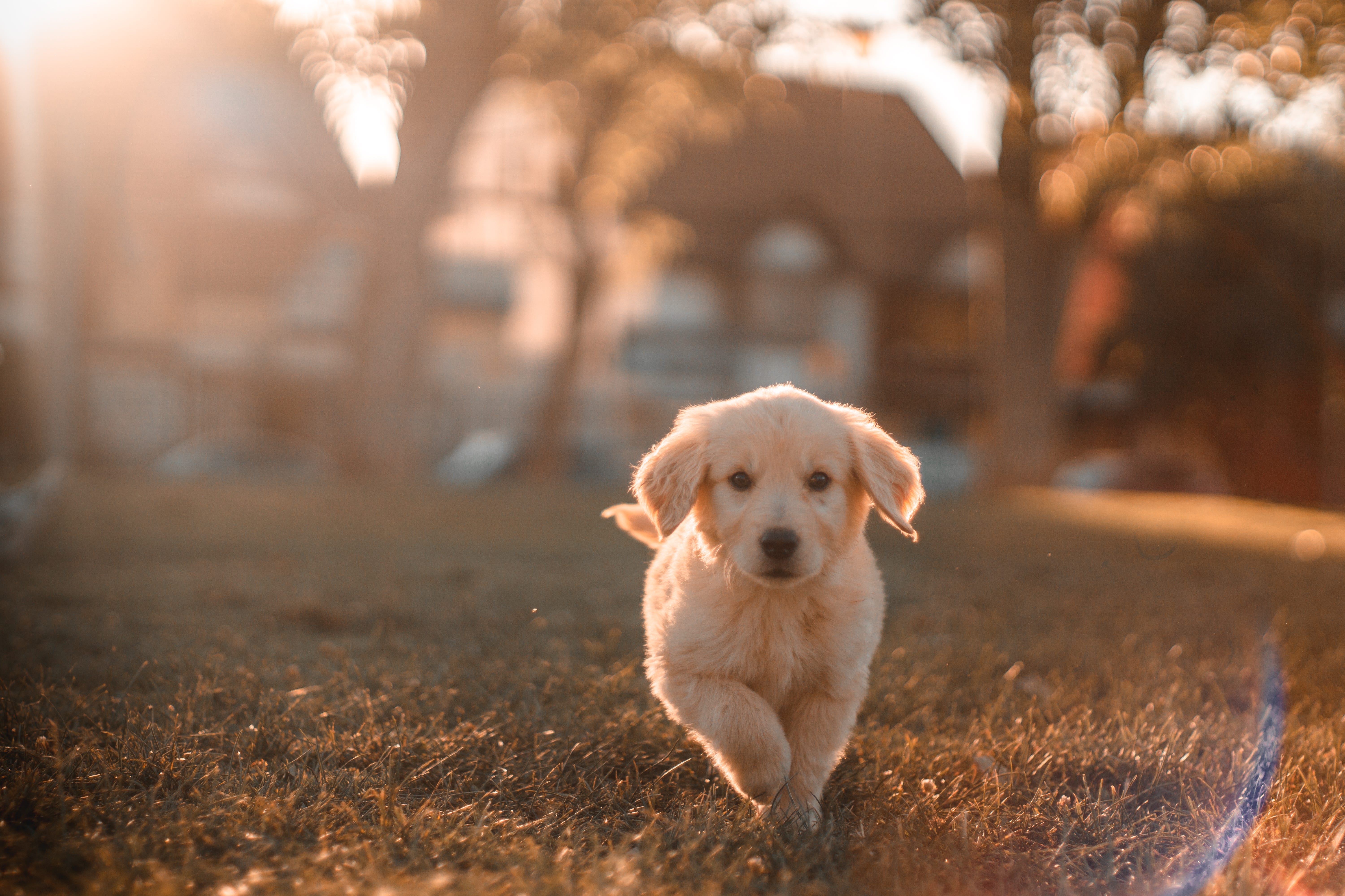 How My Foster Dog Transformed Me In 10 Days By Yiqing Zhao Creatures Mar 21 Medium