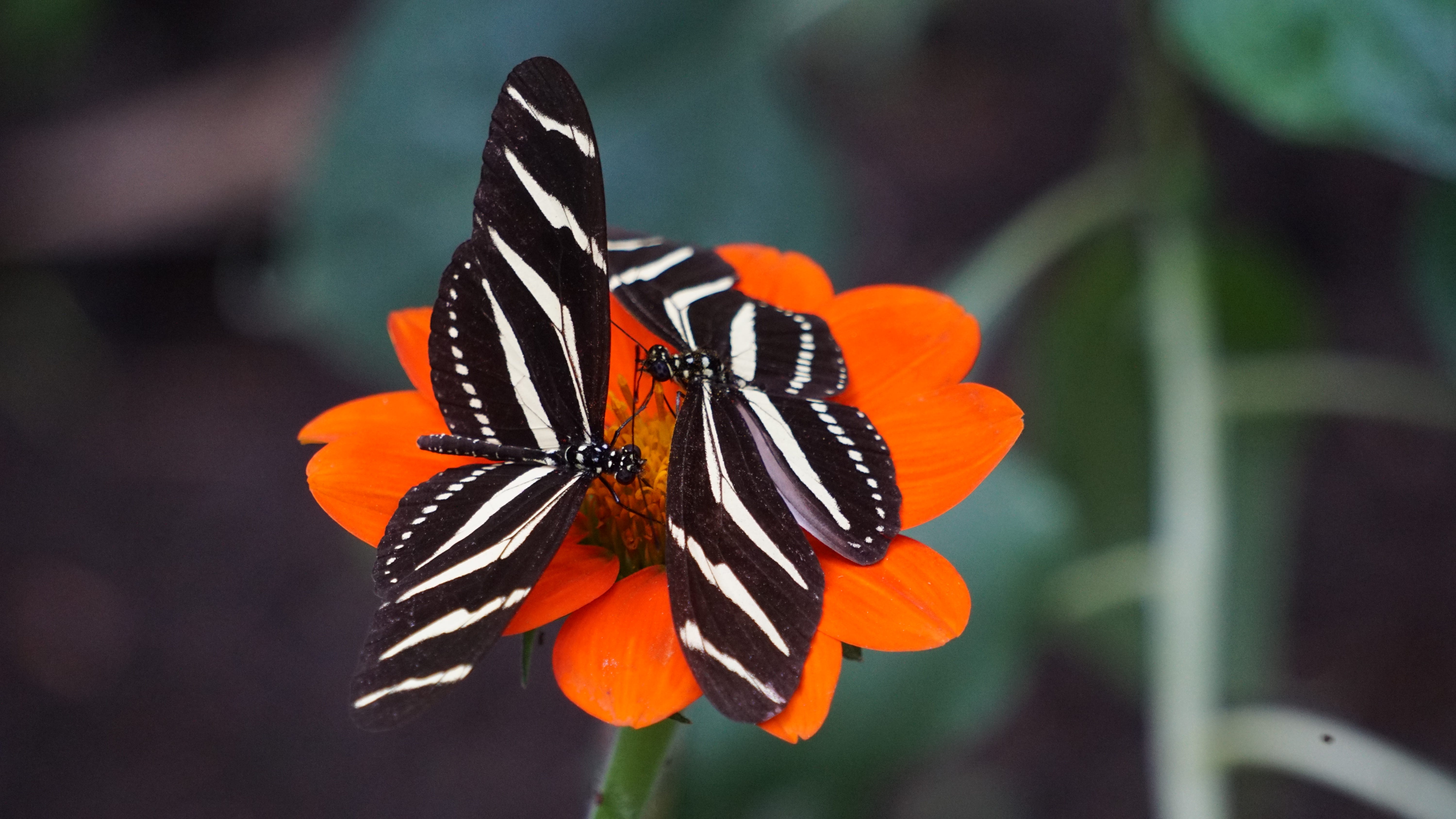 Think Like A Butterfly Write Like A Bee By Michele Sharpe The Writing Cooperative