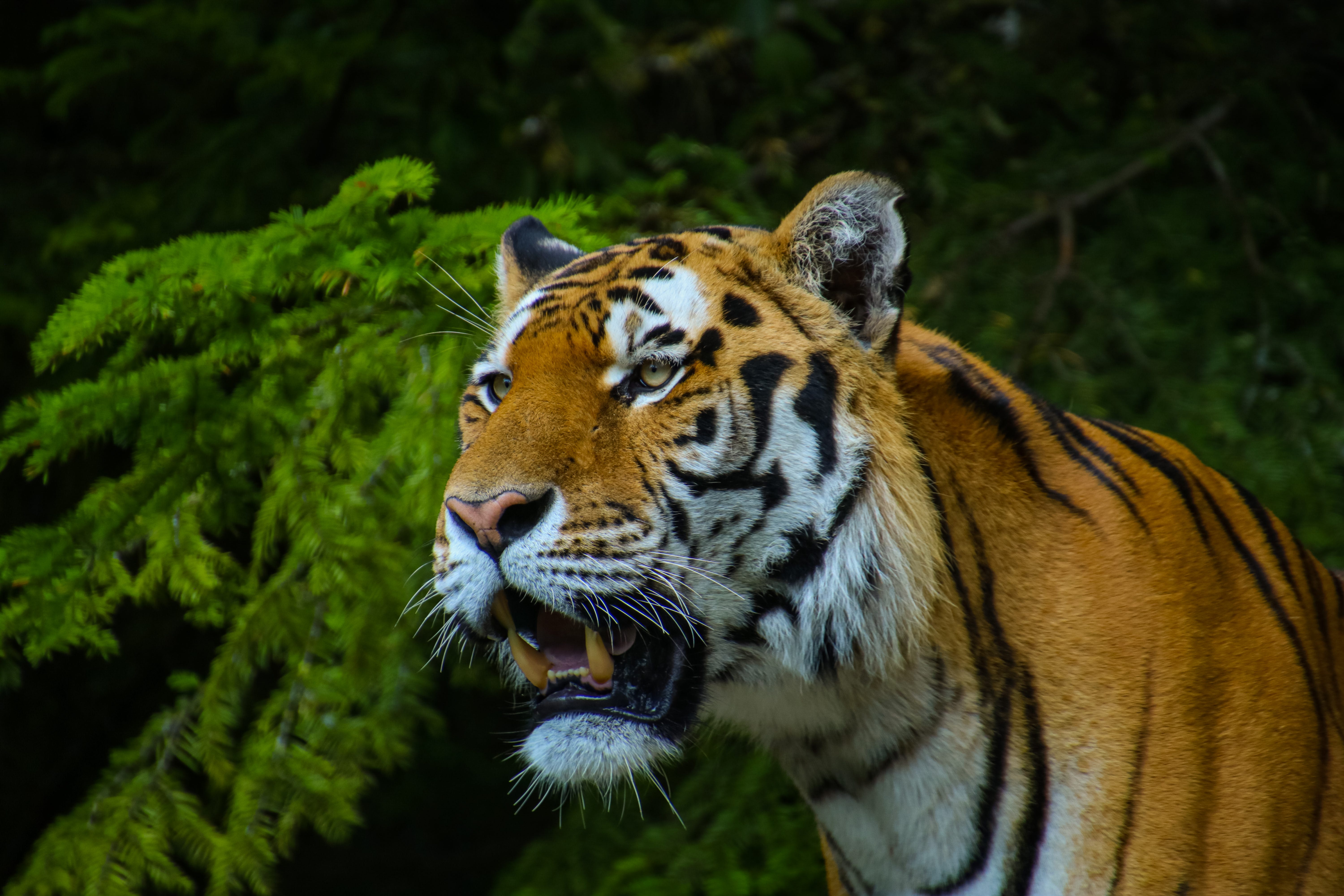 The Eye Of The Tiger And The Ears Of The Rabbit By Laura Sheridan Predict Medium