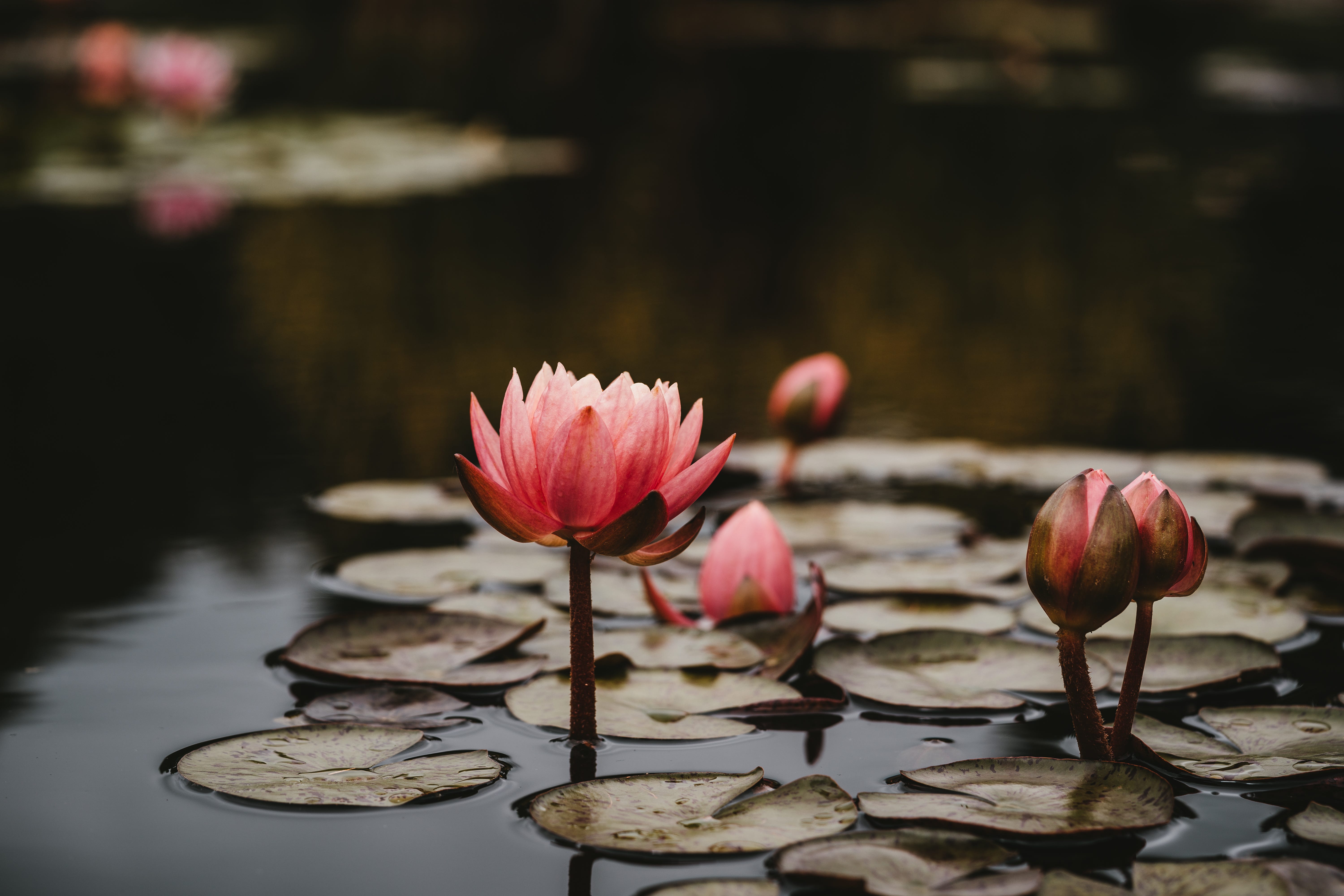 The Lotus Pond. The prisoner kneels beside the… by Amy WardSmith