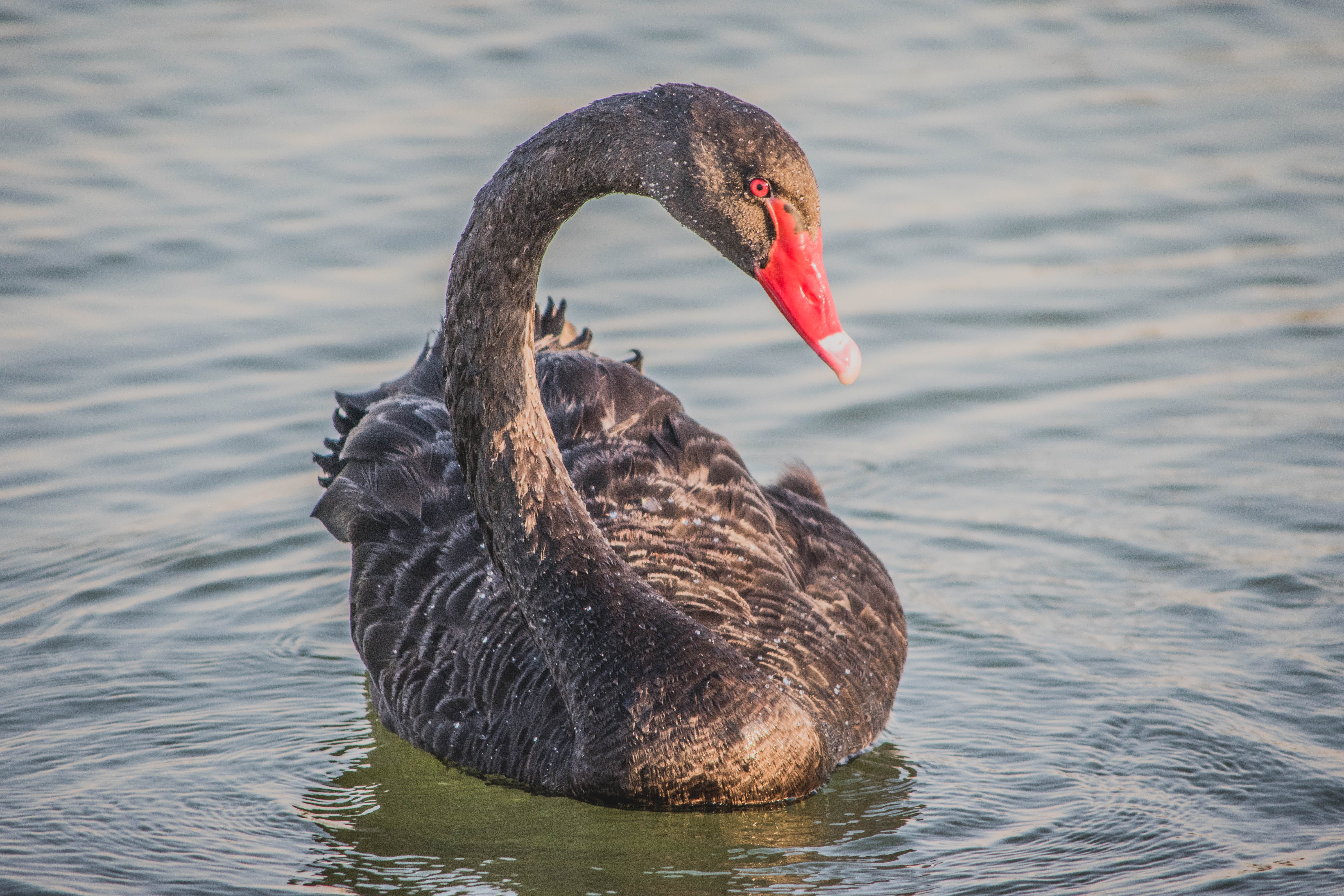 A Flock of Black Swans. The probability of rare events… | by Daniel Goldman  | Politicoid | Medium