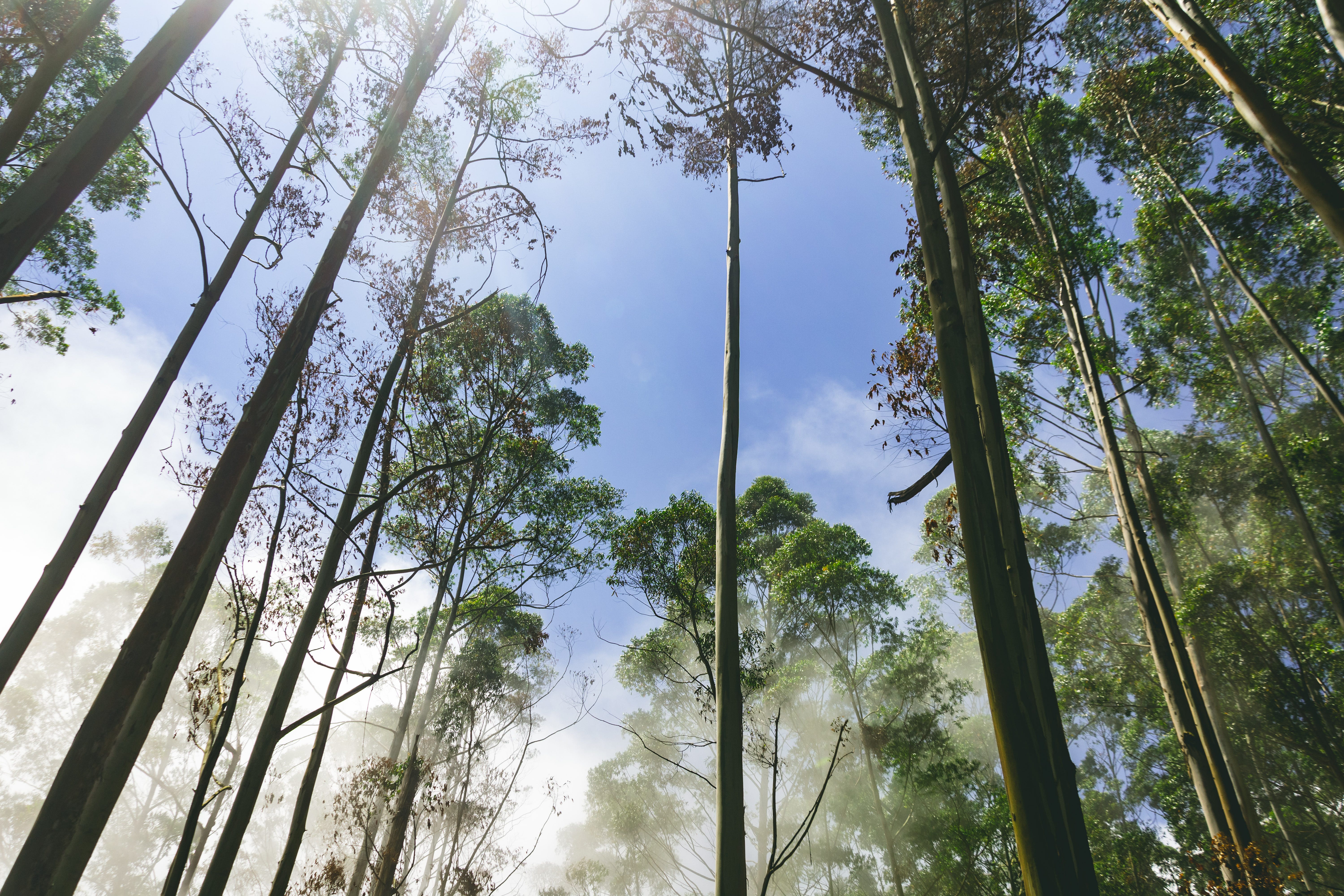 max_depth random forest