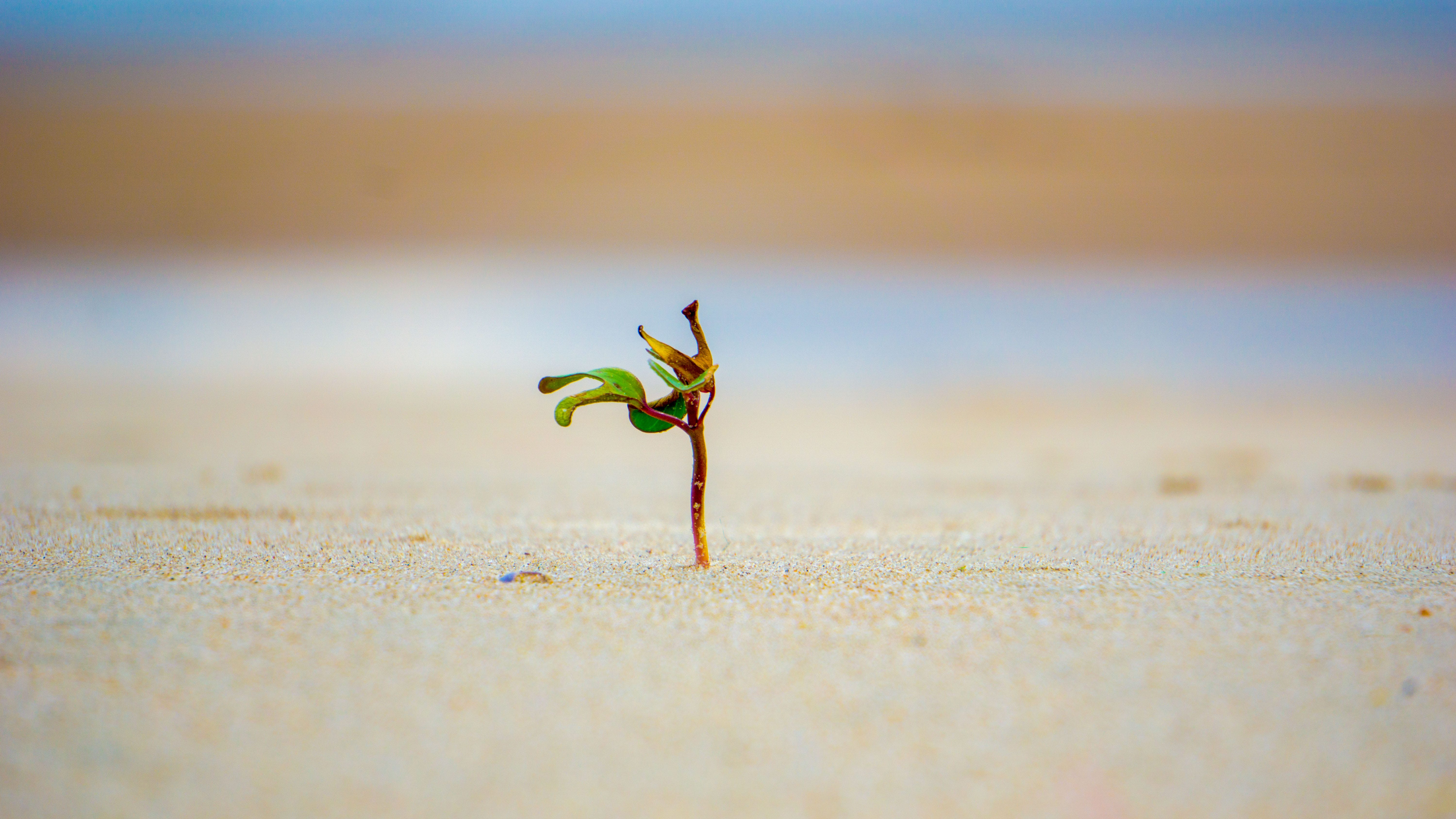 The True Meaning Of Bloom Where You Re Planted By Jonathan E The Startup Medium