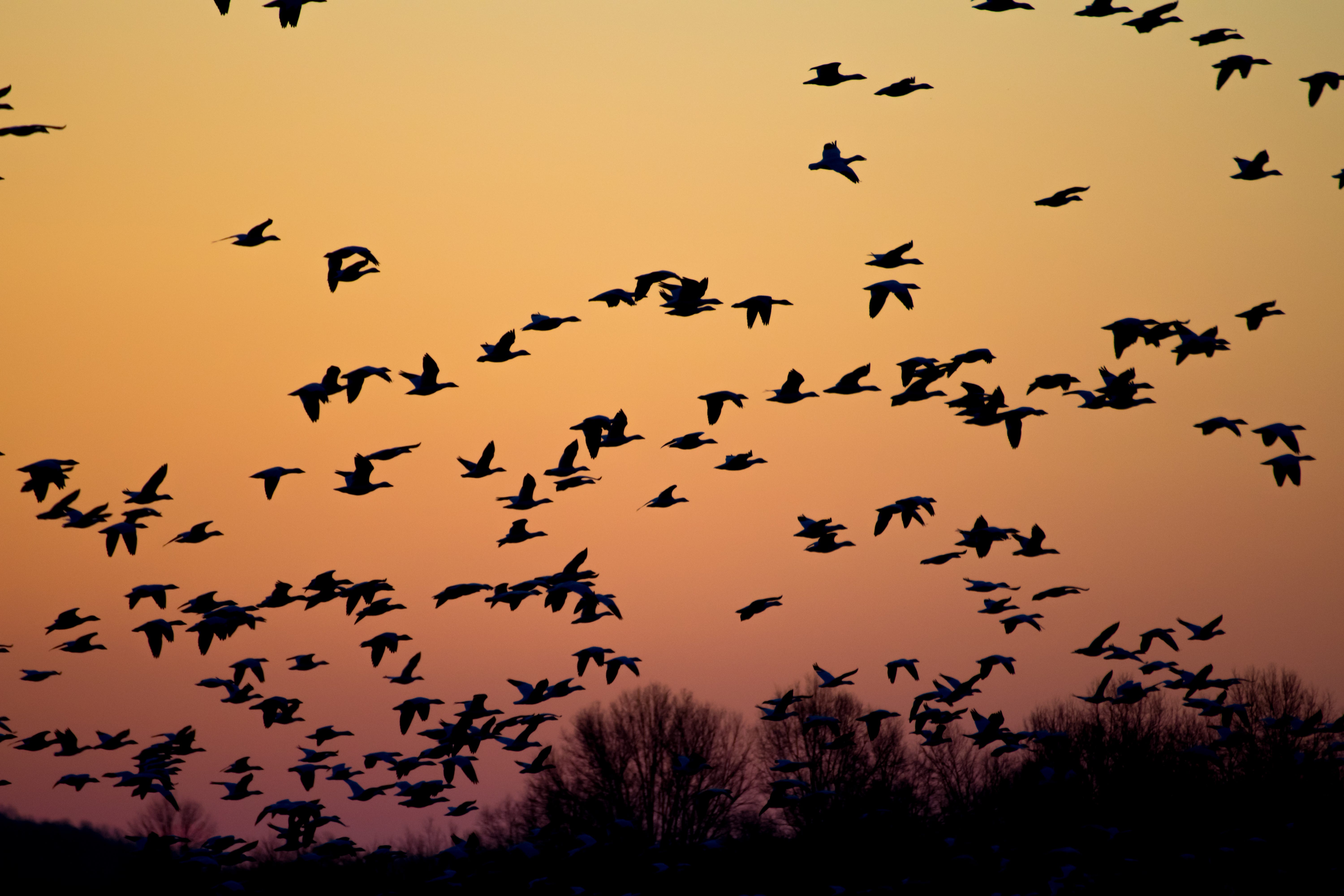 As The Wild Geese Leave Wild Geese Have Been Gathering On The By Deborah Krulicki Scribe Medium