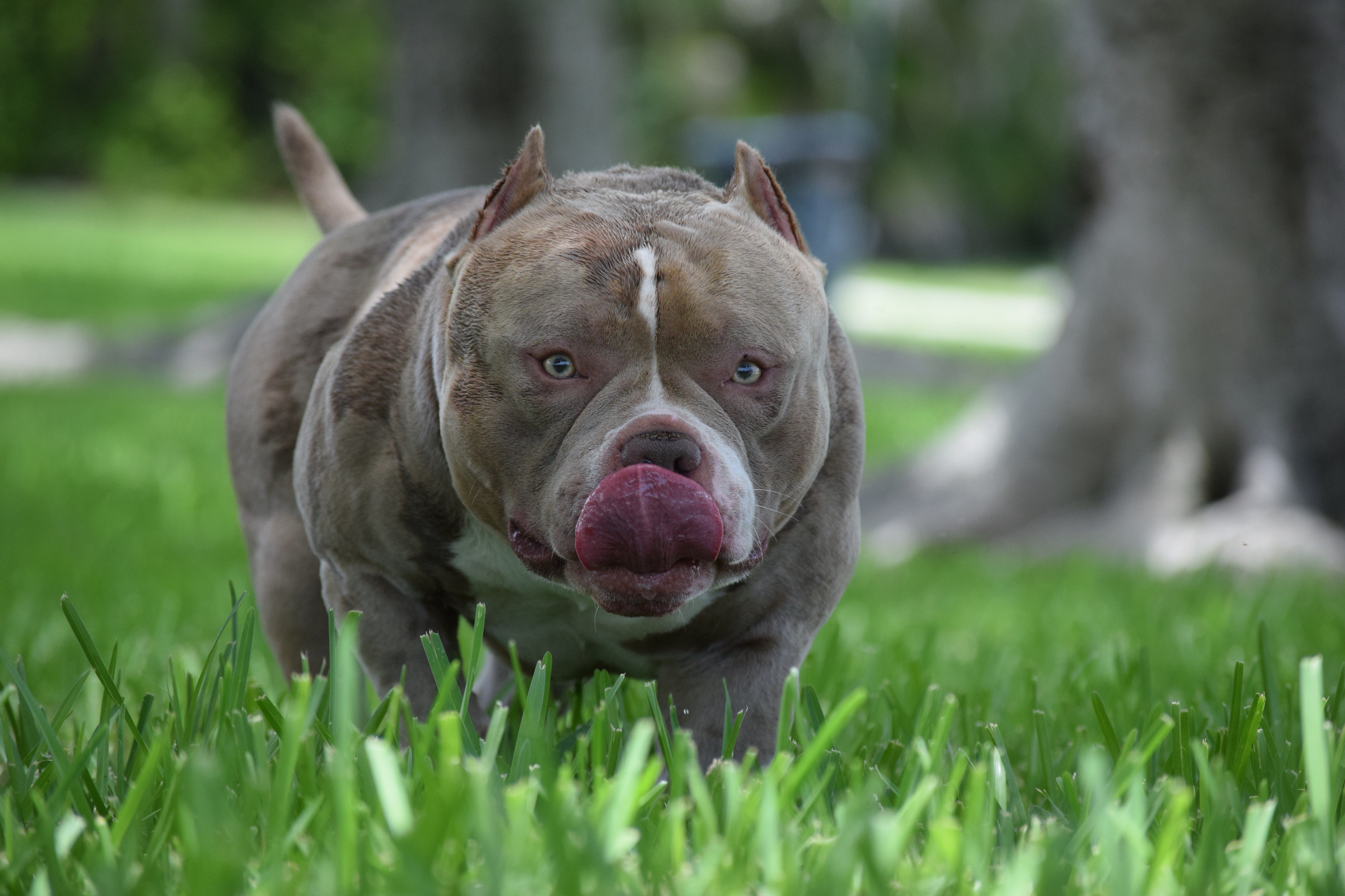 Top Producing Pocket American Bully Micro Bully Stud VENOMLINE by