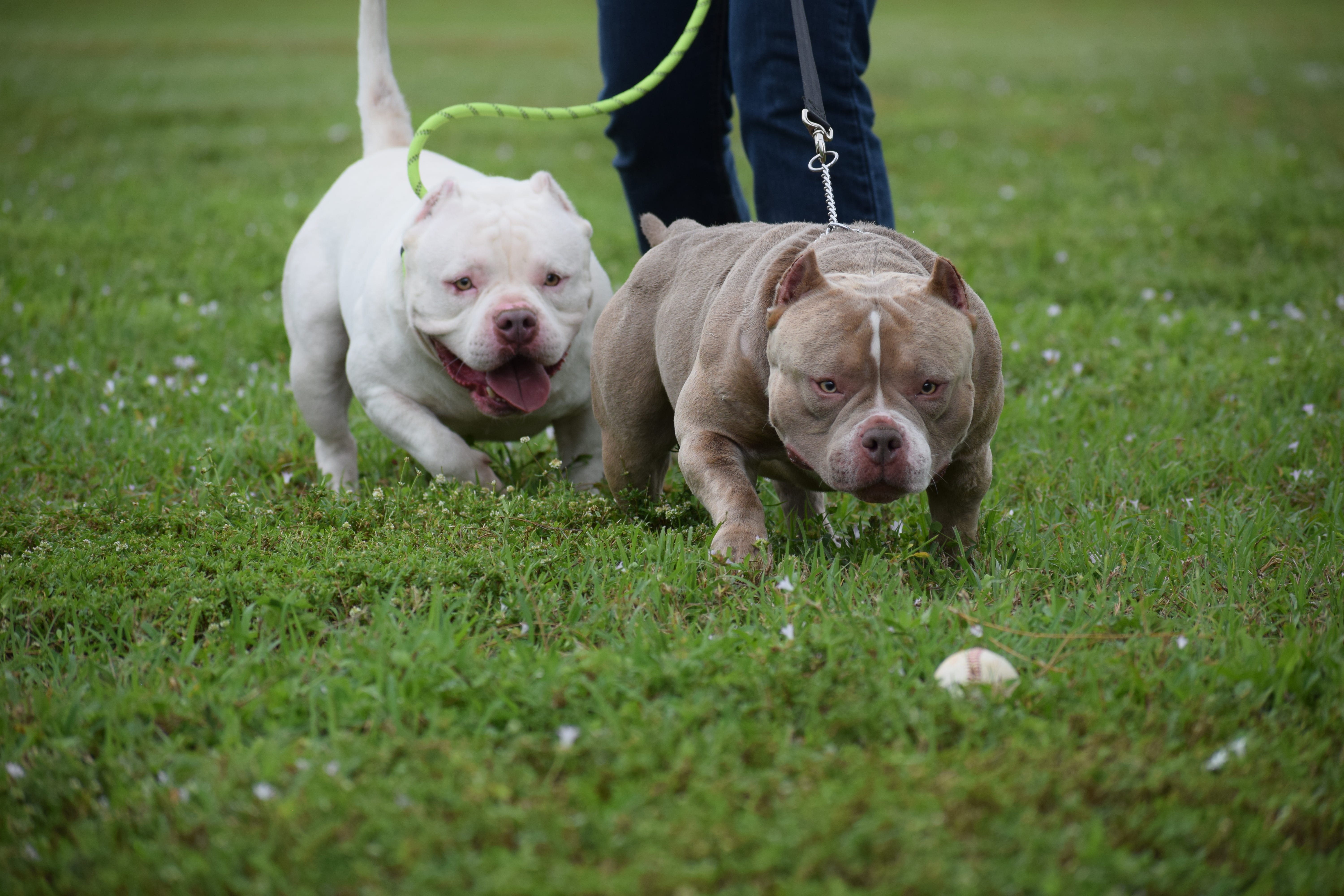 pocket bullies