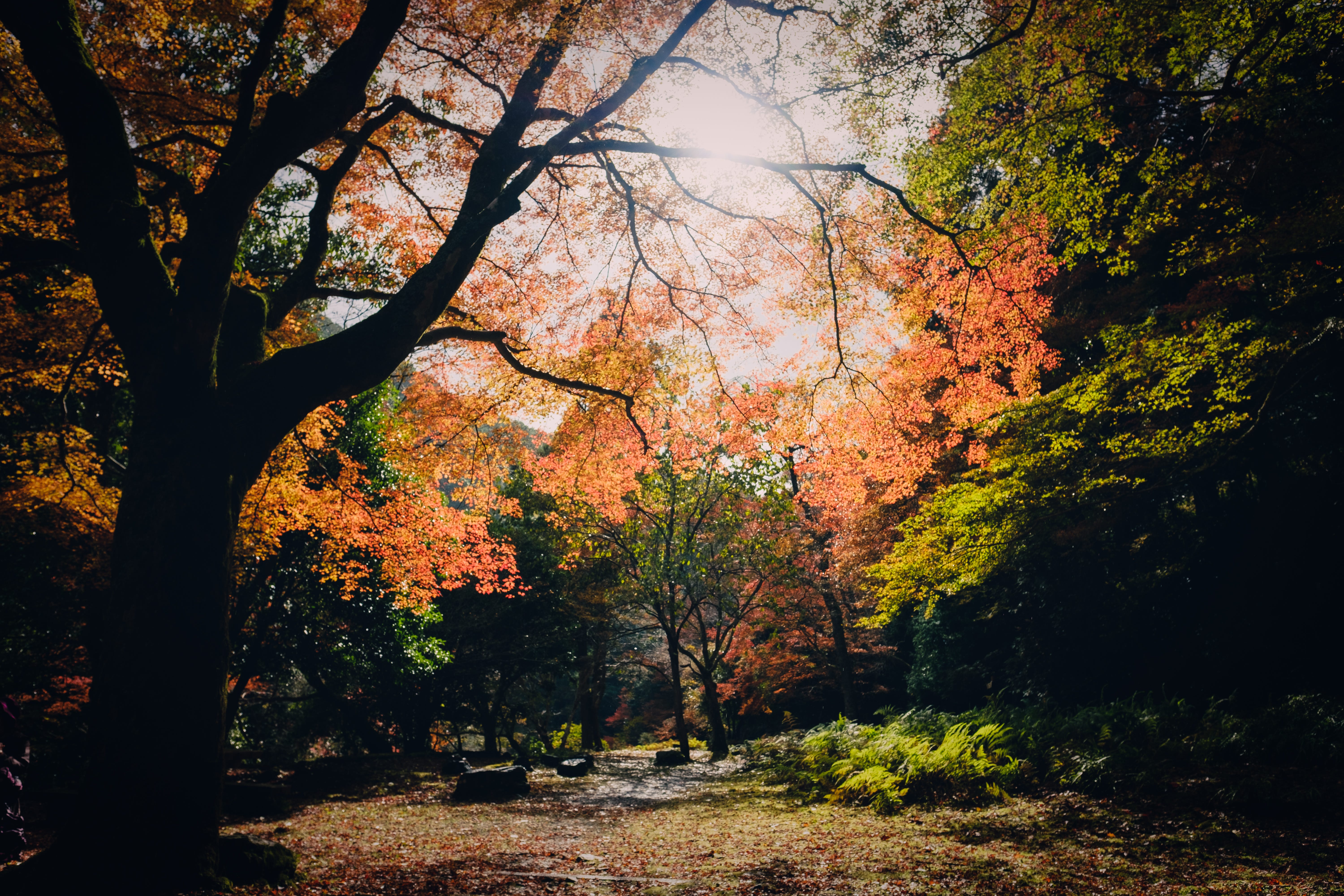 京都 自由行 19 11 東海自然步道 By 小步天丼 Medium