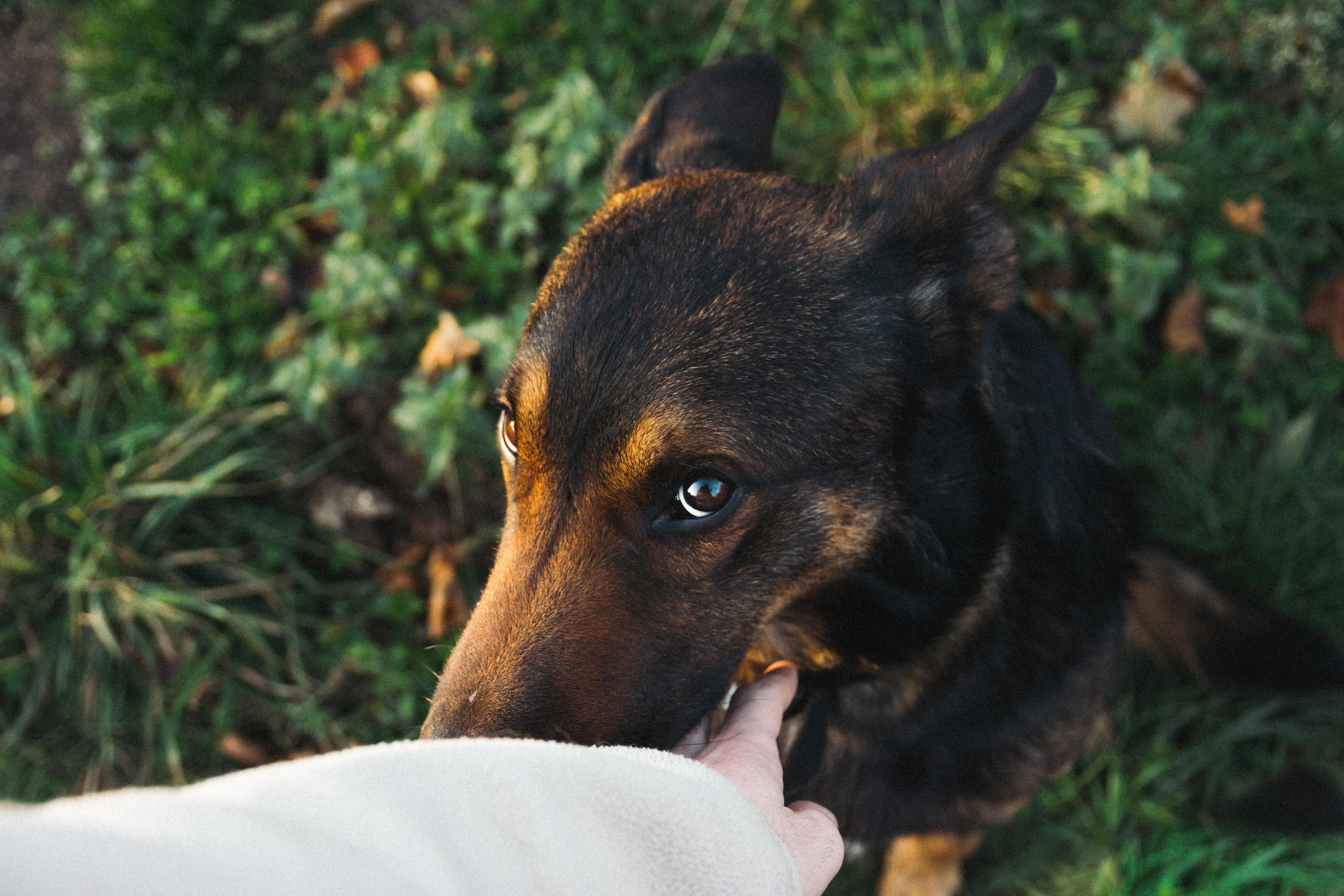 Yuk Kenalan Sama Anjing Belgian Malinois Don Gochi Medium