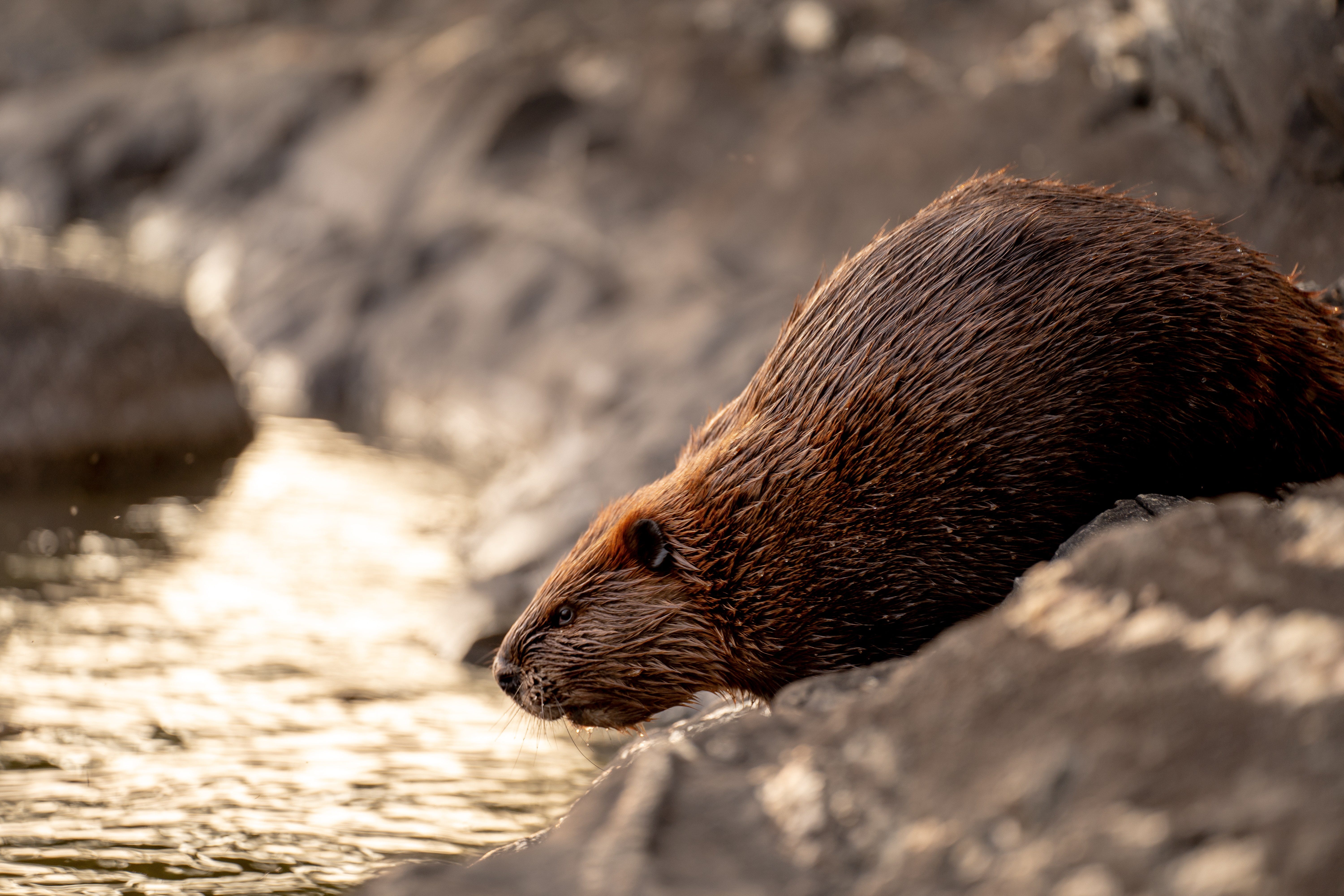 Bringing Beaver Back. The Intuitive Science of Watershed… | by Douglas  Balmain | Medium