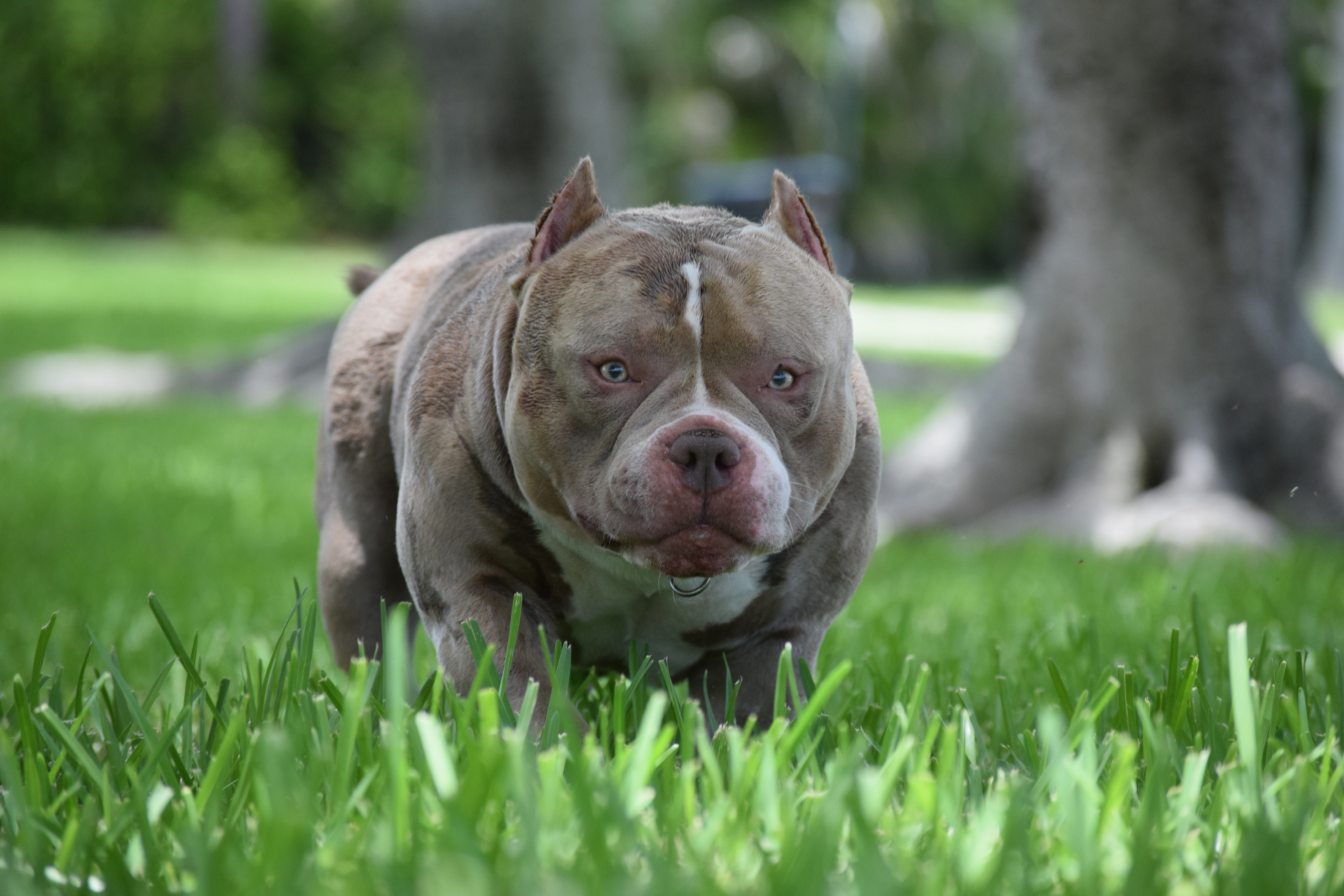 AMERICAN POCKET BULLY BREEDING PHENOTYPE GENOTYPE IN THE AMERICAN 