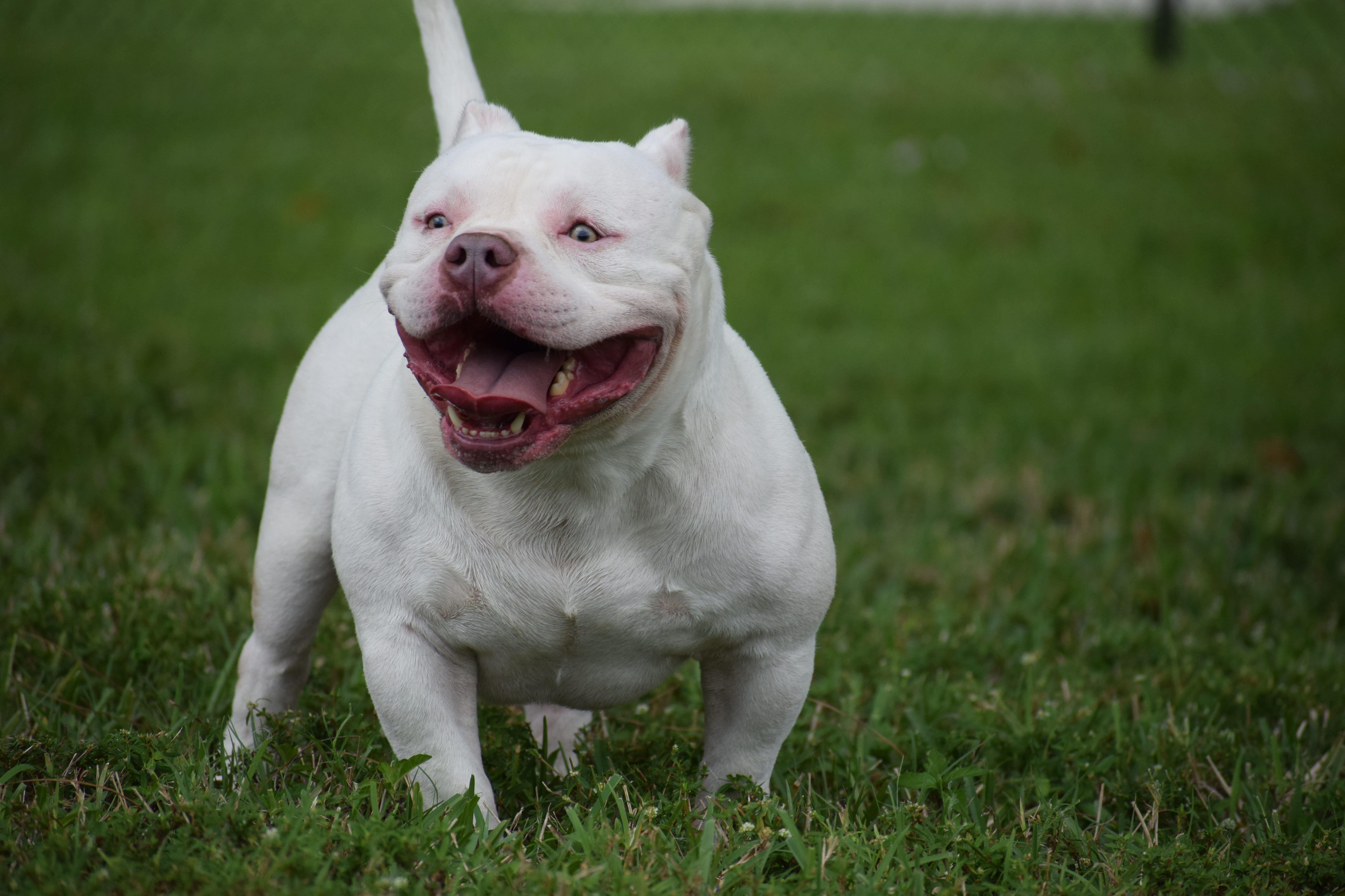 THE EXTREME POCKET AMERICAN BULLY by VENOMLINE POCKET BULLY’S