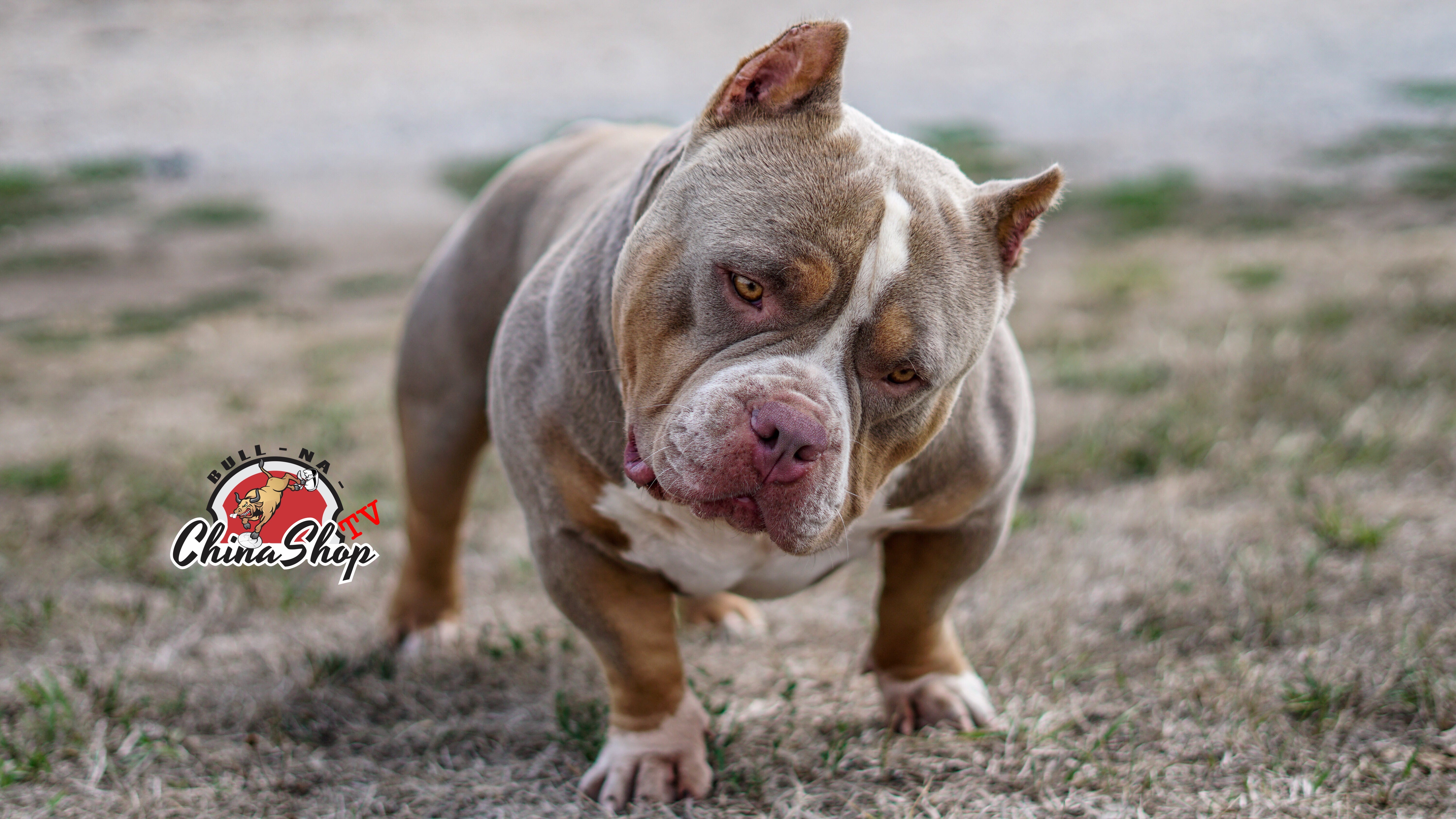 THE EXOTIC BULLY. AND THE “CLEAN EXOTIC” | by BULLY KING Magazine
